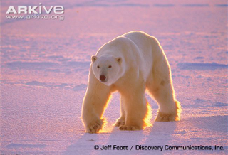 Illustration for article titled Thursidae - Ursus maritimus Edition